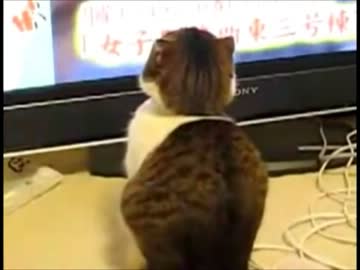 半沢直樹がぬこに激おこする動画