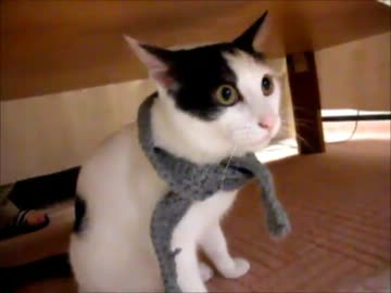 マフラーを編んでもらった猫