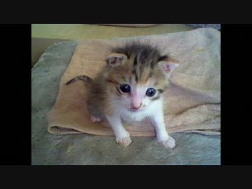 うちに来た子猫が立派になった