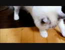 失われてない野生？　残ったごはんにエア砂かけする猫