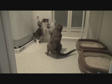 【モアクリ】 くつろぎネコバトル