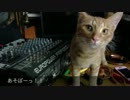 【子猫日記】かまってほしいナツ【作業妨害ぬこぬこ動画】