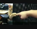 【子猫日記】もぐら叩き？ワニワニ？にハマるナツ【ぬこぬこ動画】