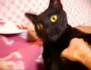 【黒猫】ひたすら垂れネコに挑戦