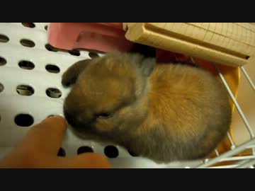生後1ヶ月ちょいくらいのうさぎ