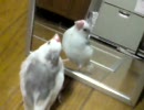 初めての鏡に戸惑う文鳥のぴーちゃん