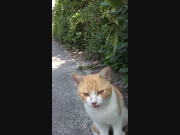 追っかけてくる猫