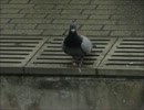 Crazy pigeon