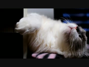 ゆめをみるねこ