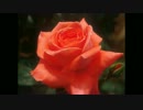 miro.wmv