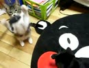 生後16週間-7　立った立ったまりさが立った（こてつも）