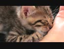 甘えてたのに突然寝落ちする子猫【Zzz...】
