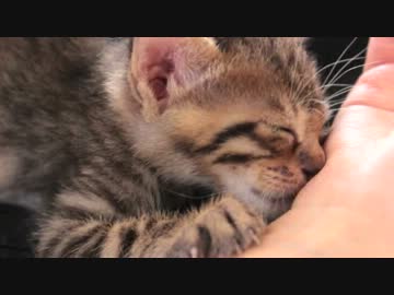 甘えてたのに突然寝落ちする子猫【Zzz...】