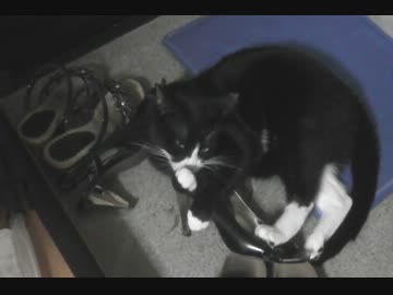ヒールに悶絶する猫