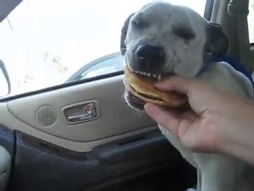 (∪´・ω・)→（∪＾ω＾）捨て犬保護シリーズ　16