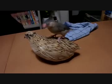 人気の ウズラ 動画 335本 ニコニコ動画