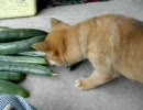 きゅうりを盗んですぐ興味をなくす犬
