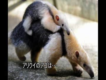 ゆっくり動物雑学「アリクイのアゴは…」