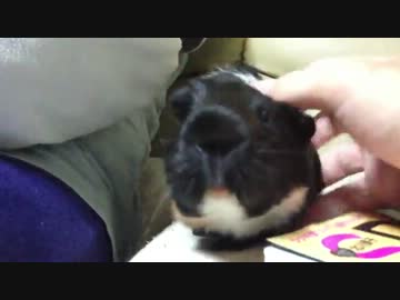 【モルモット】今日のちょびくん