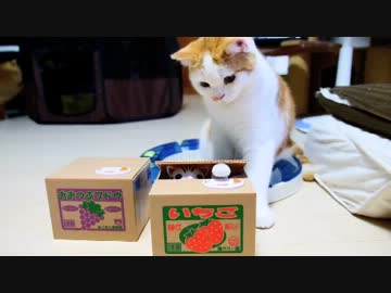 【マンチカン３兄妹】猫が飛び出す貯金箱