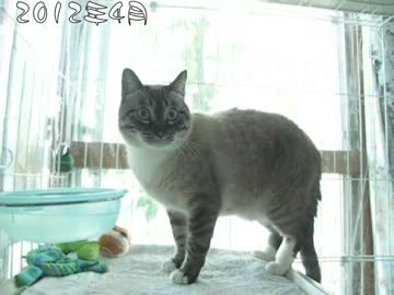 家猫生活１年９ヶ月ジャンくんの不思議　何故毛色が黒くなった？