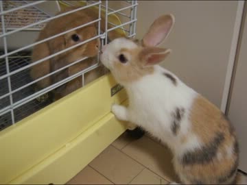 ミニウサギとホーランドロップが恋人同士みたいな件