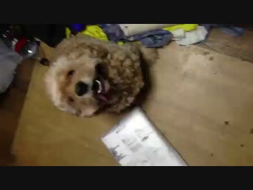 進撃の飼い犬 ーAttack on dogー