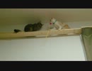 デッドロックした猫