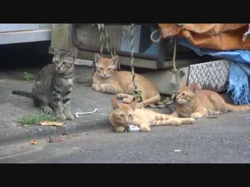 トラ猫ファミリーの朝