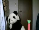 【パンダが踊ったよ！】にんじゃりばんばん