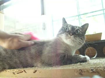 ブラッシングしたらニャーと鳴くジャンくん