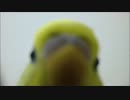 【おしゃべり】喋りだしたら止まらないインコ