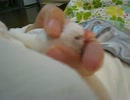 【文鳥】手の中で眠るチピちゃん