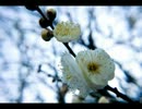 2013年2月10日までにアップした写真まとめ～SIGMA DP1ｘ～