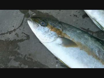 撃投ショアジギング　その２　もちょお