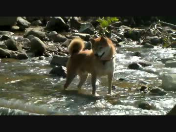 柴犬ジロー　2013年9月-1