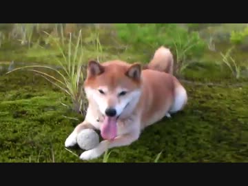 柴犬ジロー　2013年9月-2