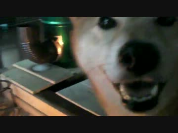 柴犬ジロー　2013年9月-3