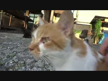 猫の早朝集会に参加