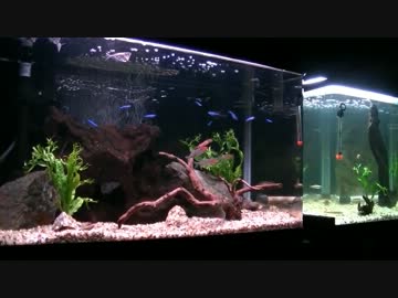 【夫婦でアクアリウム】熱帯魚引越し編part2