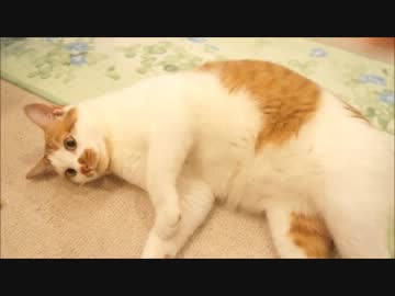 ツンギレのうちの猫の体重が一年で2.5倍になった