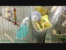 セキセイインコの一言。