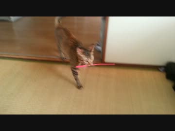 激突する猫