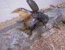 【カブトムシ】激しく飛んでいる