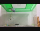 セキセイインコさんの、出して！アピールがΣ（ﾟдﾟlll）