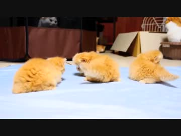 【マンチカン４兄妹】子猫たちの大冒険