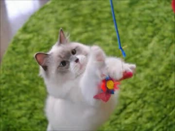 げんきにあそぶねこ