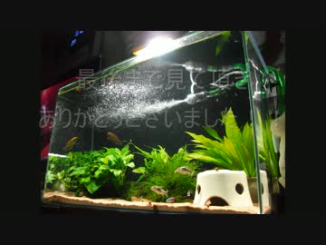 【アクアリウム】60cm水槽　立ち上げ（45cm水槽から引越し）