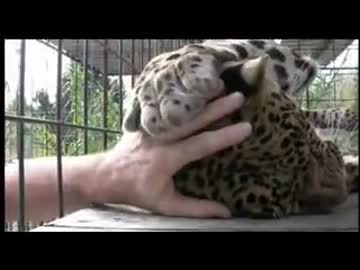 うたた寝しているヒョウをなでているおじさん【癒し？】