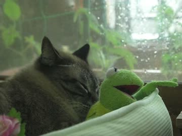 台風に動じないジャンくんはさすがに元野良猫だねって話